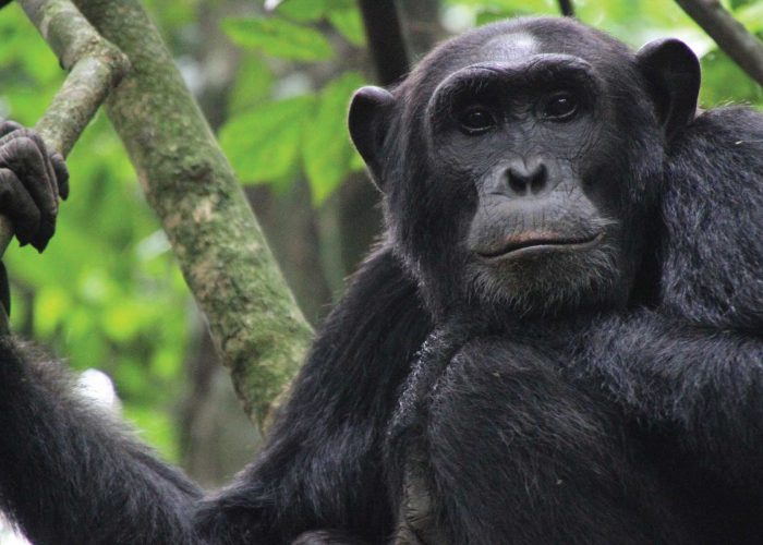 chimpanzees-in-uganda-22