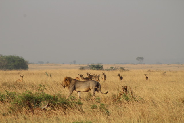 LIONS AT KIDEOPO